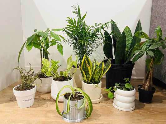 The Ultimate Guide to the Best Indoor Plants!