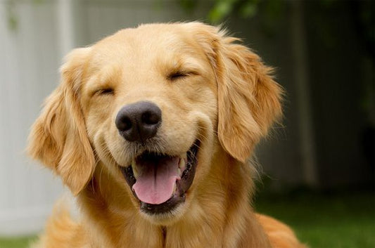 How To Keep Pets Happy And Healthy